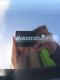 preview Volkswagen Passat #4